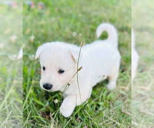 Medium Photo #5 German Shepherd Dog Puppy For Sale in CARDINGTON, OH, USA