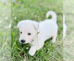 Small #4 German Shepherd Dog