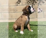 Small #9 Boxer