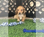Beanie - Male Dachshund Puppy for Sale - Photo #3