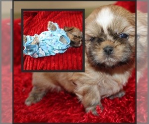 Shih Tzu Puppy for sale in THAYER, KS, USA