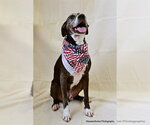 Small #1 American Pit Bull Terrier