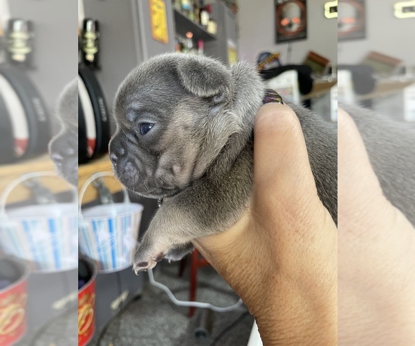 Medium Photo #3 French Bulldog Puppy For Sale in BURLINGTON, WI, USA