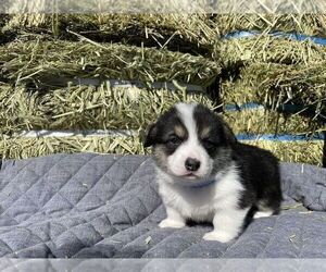 Pembroke Welsh Corgi Puppy for Sale in KODIAK, Alaska USA