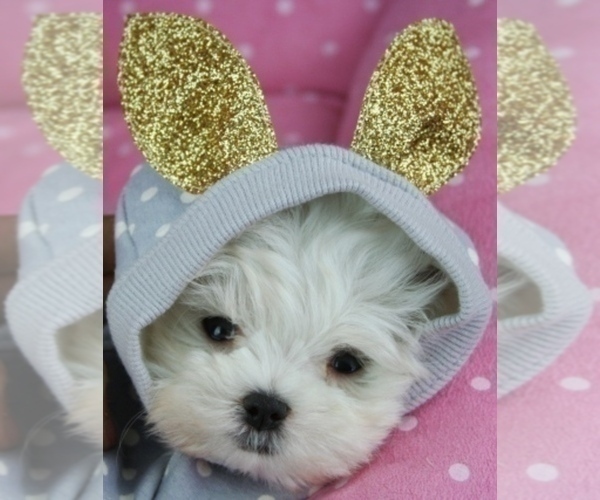 Medium Photo #4 Maltese Puppy For Sale in TAMPA, FL, USA