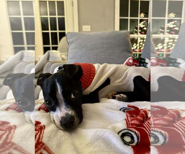 Medium Photo #2 Boston Huahua Puppy For Sale in Shermans Dale, PA, USA