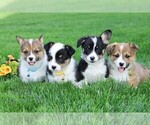 Small #1 Pembroke Welsh Corgi