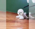 Small Photo #13 Bichon Frise Puppy For Sale in BREMEN, GA, USA