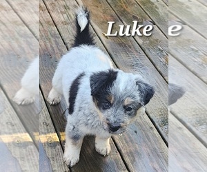 Australian Cattle Dog Puppy for sale in UTICA, NY, USA