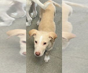 Labrador Retriever-Unknown Mix Dogs for adoption in Sterling, MA, USA