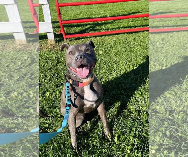 Medium Photo #4 American Pit Bull Terrier-Unknown Mix Puppy For Sale in Lockport, NY, USA