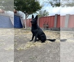 Small Photo #73 German Shepherd Dog Puppy For Sale in HAYWARD, CA, USA