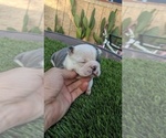 Small Photo #3 Boston Terrier Puppy For Sale in SAN FERNANDO, CA, USA
