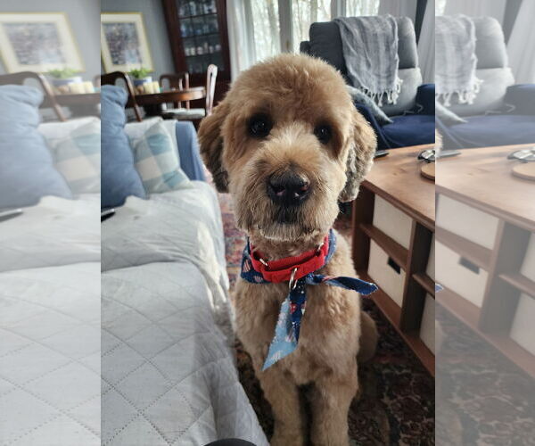 Medium Photo #1 Goldendoodle Puppy For Sale in Westwood, NJ, USA