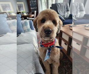 Goldendoodle Dogs for adoption in Westwood, NJ, USA
