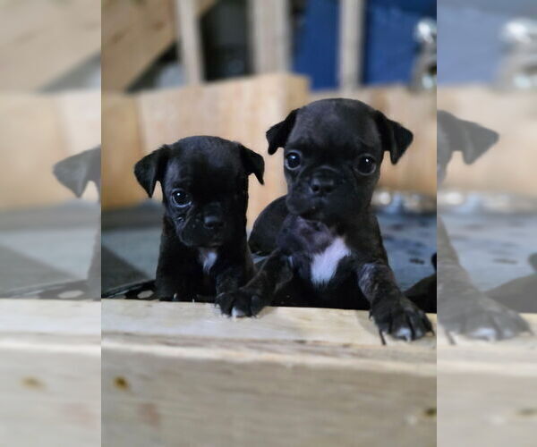 Medium Photo #2 Buggs Puppy For Sale in INDIANAPOLIS, IN, USA