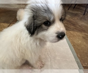 Great Pyrenees Puppy for sale in VICTORIA, TX, USA