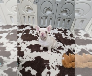 French Bulldog Puppy for sale in NORTH PORT, FL, USA