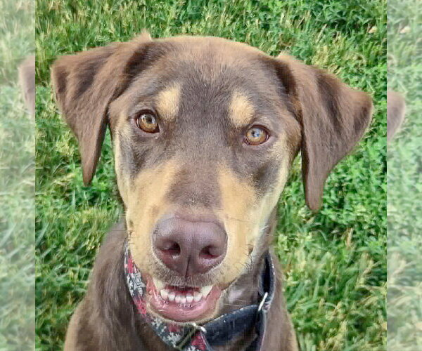Medium Photo #2 Labrottie Puppy For Sale in Huntley, IL, USA