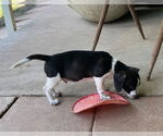 Small #1 Beagle Mix