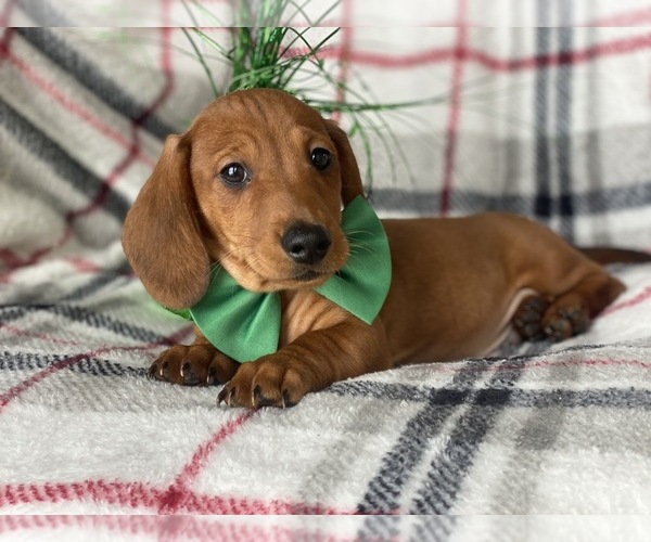 Medium Photo #10 Dachshund Puppy For Sale in CEDAR LANE, PA, USA