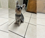Small Photo #1 Schnauzer (Miniature) Puppy For Sale in PETAL, MS, USA