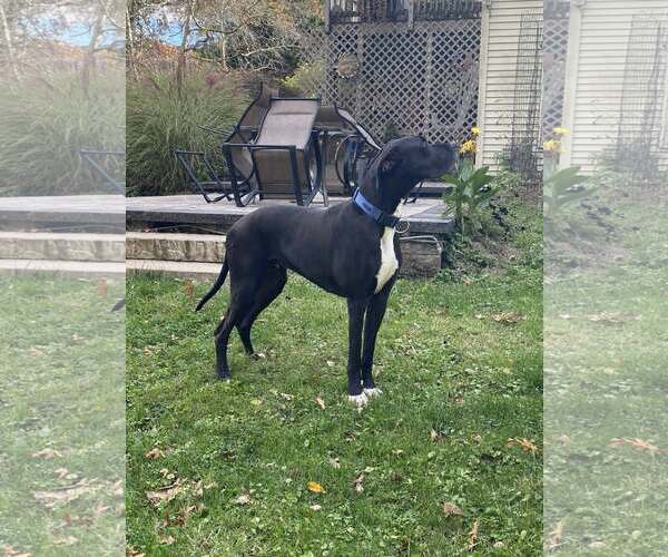 Medium Photo #3 Great Dane Puppy For Sale in Uwchlan, PA, USA