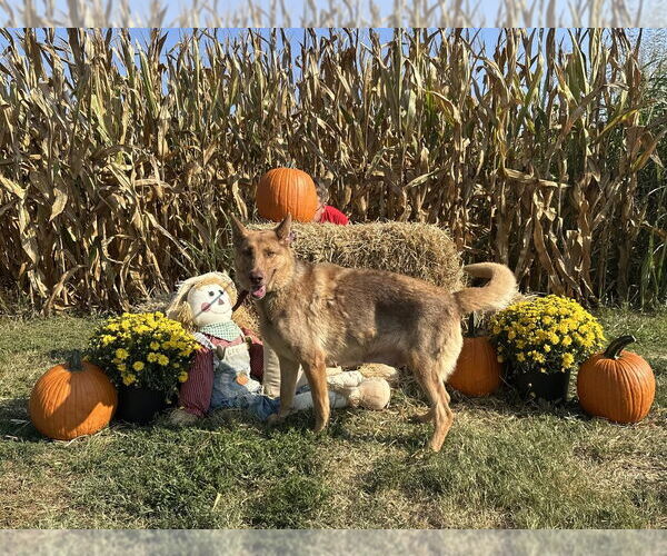 Medium Photo #1 German Shepherd Dog-Unknown Mix Puppy For Sale in Evansville, IN, USA
