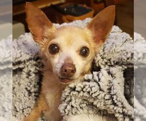 Chihuahua Dogs for adoption in Denton, TX, USA