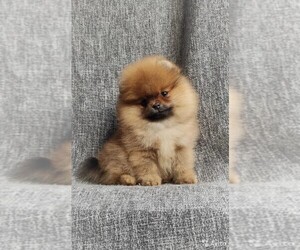 Pomeranian Puppy for sale in SUNNY ISL BCH, FL, USA