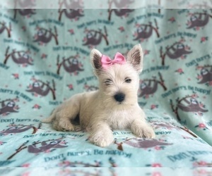 West Highland White Terrier Puppy for sale in LAKELAND, FL, USA