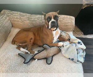 Boxer Dogs for adoption in Austin, TX, USA