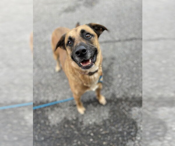 Medium Photo #4 Mutt Puppy For Sale in Springdale, PA, USA