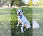 Small Labrador Retriever Mix