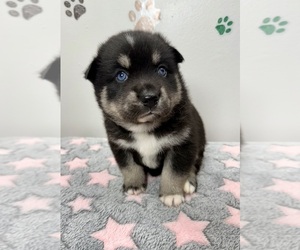 Pomsky-Shiba Inu Mix Puppy for sale in NASHUA, NH, USA