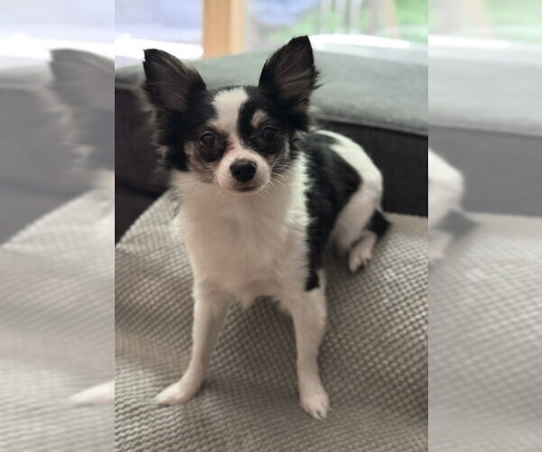 Medium Photo #3 Chiranian Puppy For Sale in Grafton, WI, USA