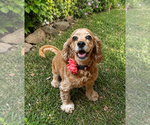 Small #1 Cocker Spaniel