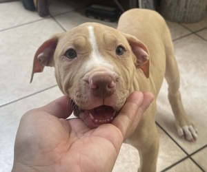 American Pit Bull Terrier Puppy for sale in LOS ANGELES, CA, USA