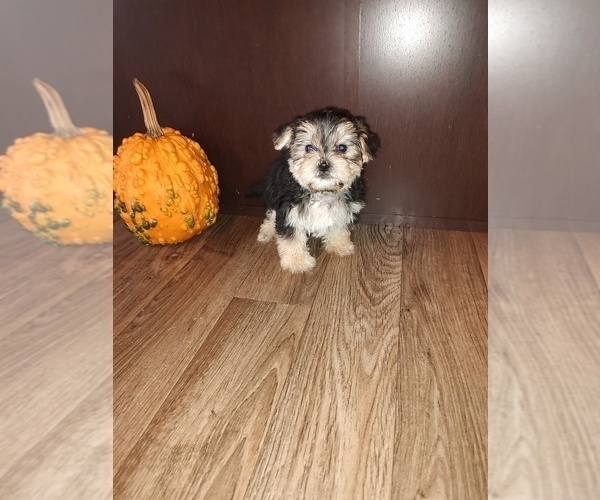 Medium Photo #1 Maltese Puppy For Sale in LAPEER, MI, USA