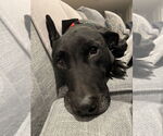 Small #13 Labrador Retriever Mix