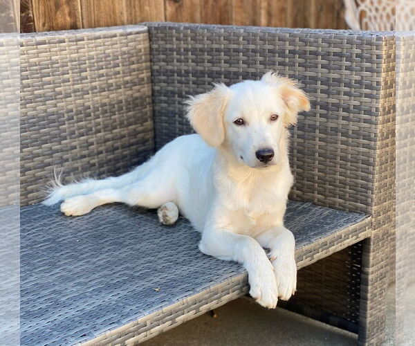 Medium Photo #3 Border Collie-Unknown Mix Puppy For Sale in Woodland, CA, USA