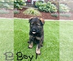 Puppy Boy 1 White German Shepherd Dog