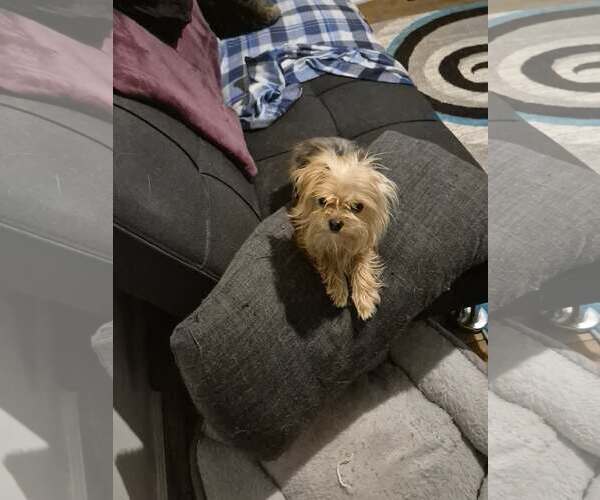 Medium Photo #3 Mutt Puppy For Sale in MECHANICSBURG, PA, USA