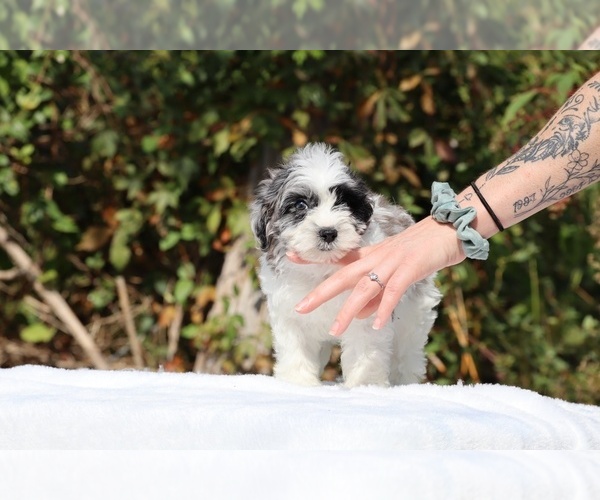 Medium Photo #10 ShihPoo Puppy For Sale in DYERSBURG, TN, USA