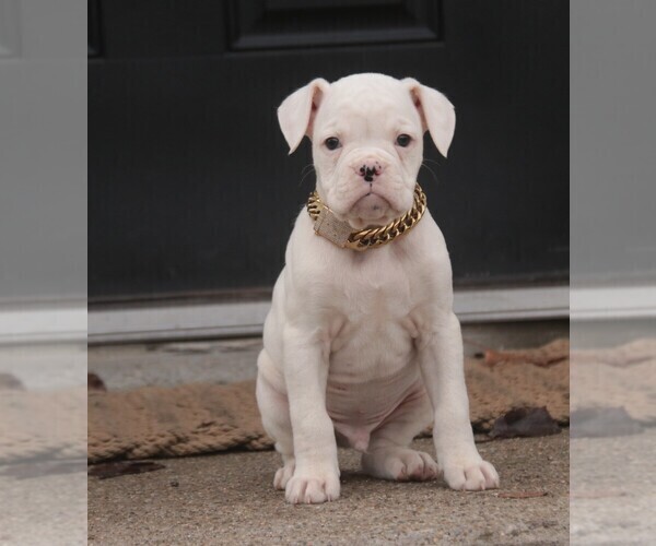 Medium Photo #8 Boxer Puppy For Sale in SHIPSHEWANA, IN, USA