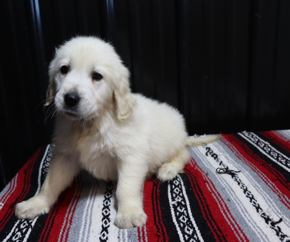 Medium Photo #1 English Cream Golden Retriever Puppy For Sale in SHILOH, OH, USA