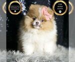 Puppy Ginger AKC Pomeranian
