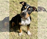 Small #2 American Pit Bull Terrier