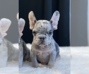 French Bulldog Puppy for sale in MIAMI BEACH, FL, USA