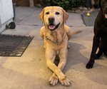Small Photo #1 Labrador Retriever Puppy For Sale in OAKLEY, CA, USA